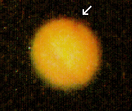 Jupiter am 28.07.1994 mit Shoemaker-Levy-9 Einschlagstelle